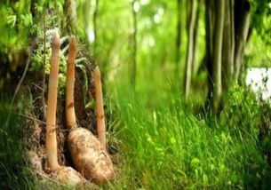 野生天麻多少錢一斤 有什么功效