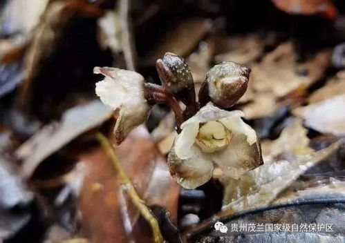 首次 貴州國(guó)家級(jí)自然保護(hù)區(qū)發(fā)現(xiàn)蘭科天麻屬植物叉脊天麻