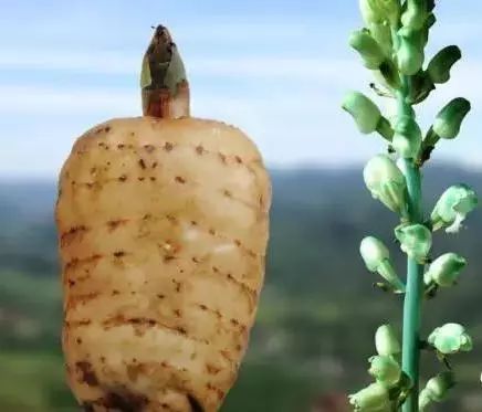 食品藥品監(jiān)管視窗 專業(yè)人士教你如何選購(gòu)天麻