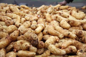 冬季中醫食療養生篇 天麻