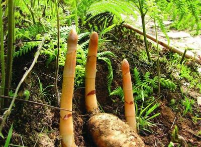 農(nóng)村5種特像土豆的植物,價格是節(jié)節(jié)高,您是否認(rèn)識或是吃過?