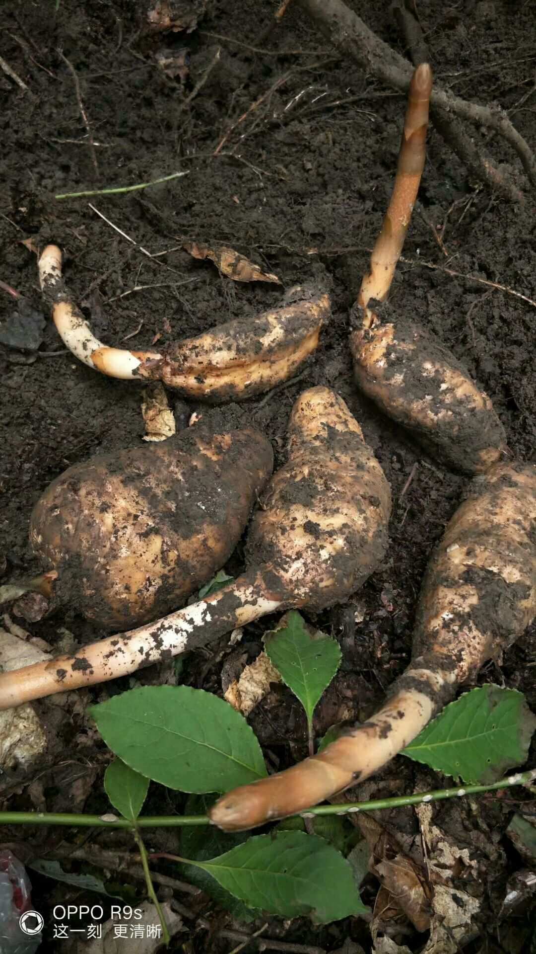 山野珍品 野生天麻的自然饋贈與人文價值