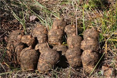 彝良榮膺“全國(guó)天麻生產(chǎn)先進(jìn)縣”，烏蒙深山里的“金疙瘩”何以閃耀全國(guó)？